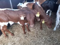सांड, Simmental cattle — फ़ोटो 2