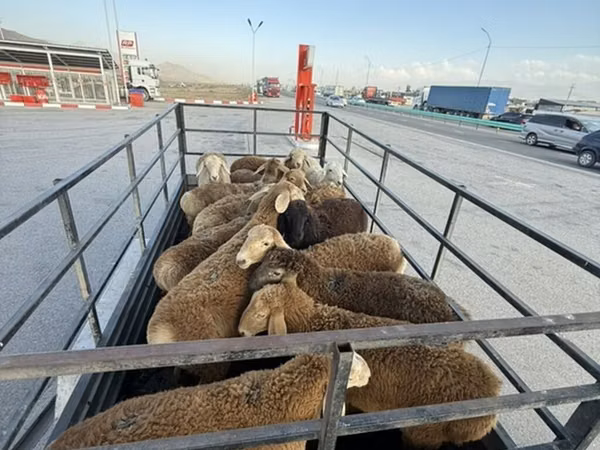 Ram, Rhon sheep — Kyrgyzstan