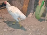 Chickens — foto 4