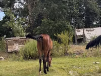 Horse (M), Anglo-Arabian — photo 2