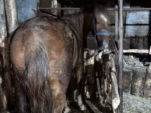 Mare, Horses — Kazakhstan