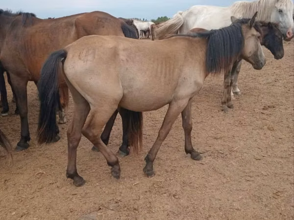 Mare, Horses — Kazakhstan