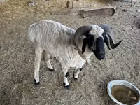 숫양, 양 — 사진 3