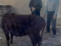 Skot (série, pohlaví neuvedeno), Skot — foto 3