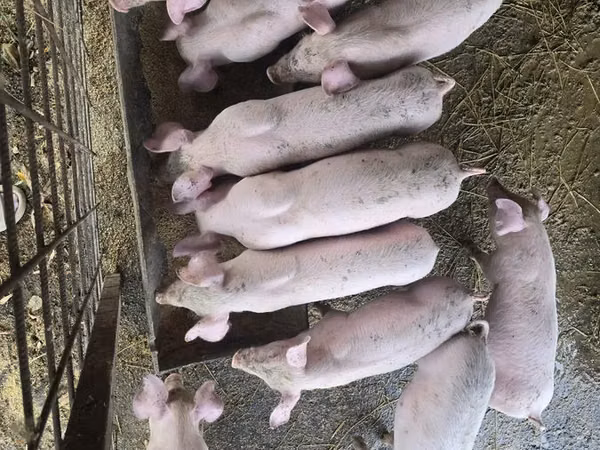 Sow, Pigs