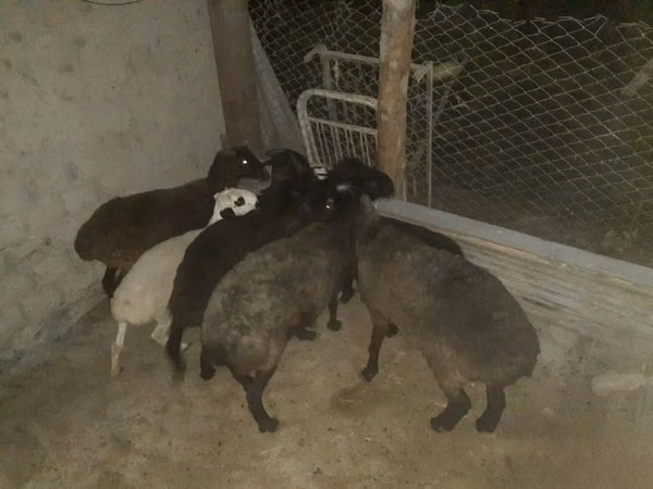 Ram, Hissar sheep — Uzbekistan