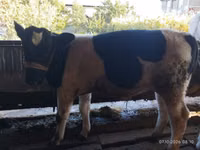 Сиыр, Latvian Blue cattle — 6-сурет