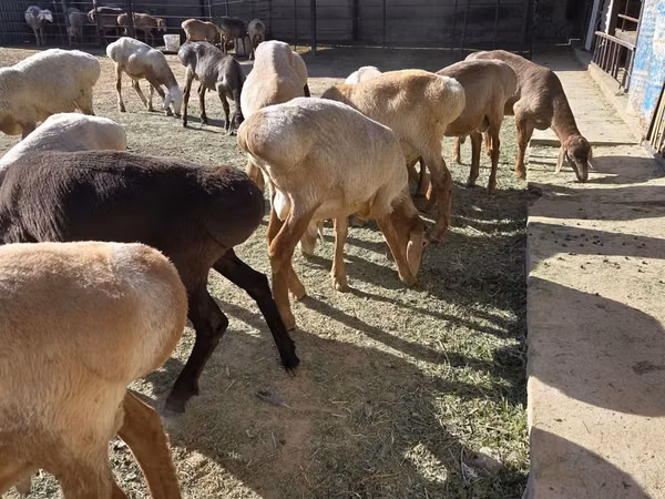 Ram, Arashan sheep — Kazakhstan