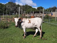 母牛, Nguni cattle — 照片 6
