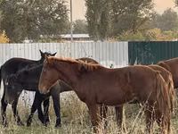 Cavallo, Cavalli — foto 4