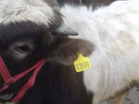 Bull, Cattle — photo 1