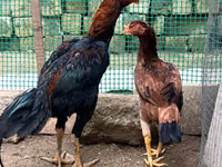 Chickens — عکس 2