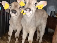 Bulle, Simmental cattle — Foto 4