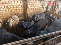 Domba jantan, Sheep — foto 2