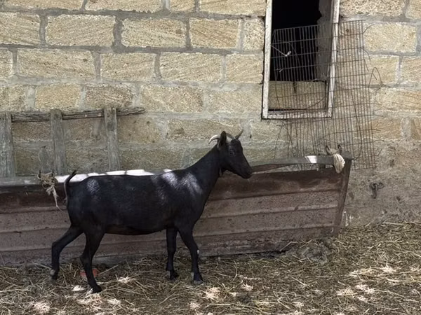 Kambing betina, Murcia-Granada goats