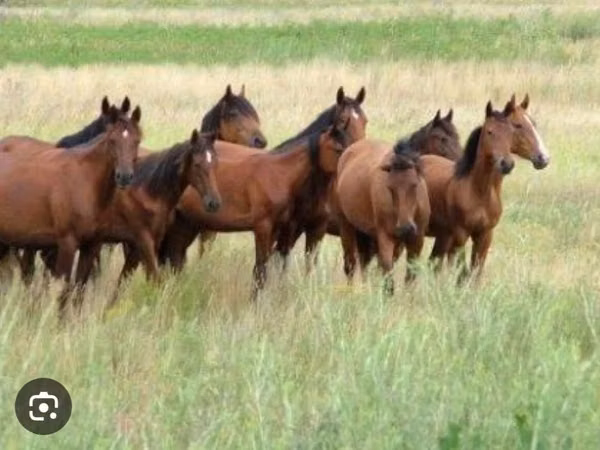 Mare, Horses — Kazakhstan