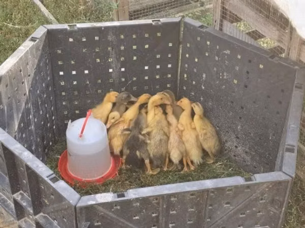 Ducks — Угорщина