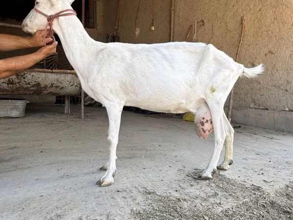 Ziege, Saanen goat — Usbekistan