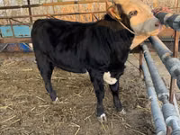 Bull, Simmental cattle — photo 1