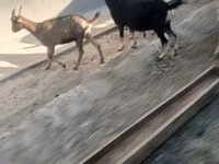 ወንድ ፍየል, Goats — ፎቶ 7