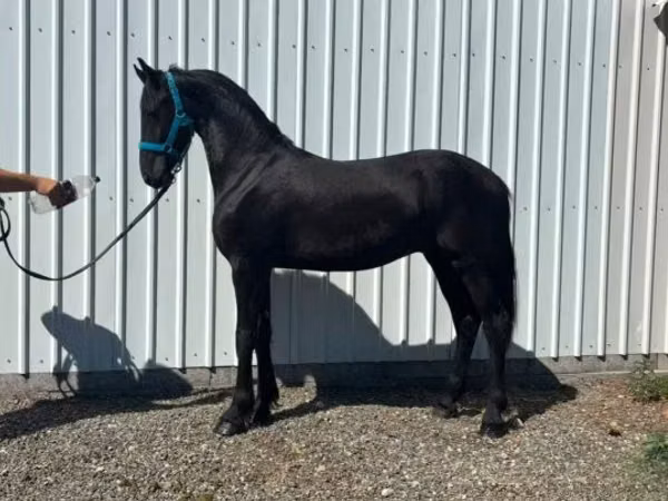 Hing, Dutch warmblood horse