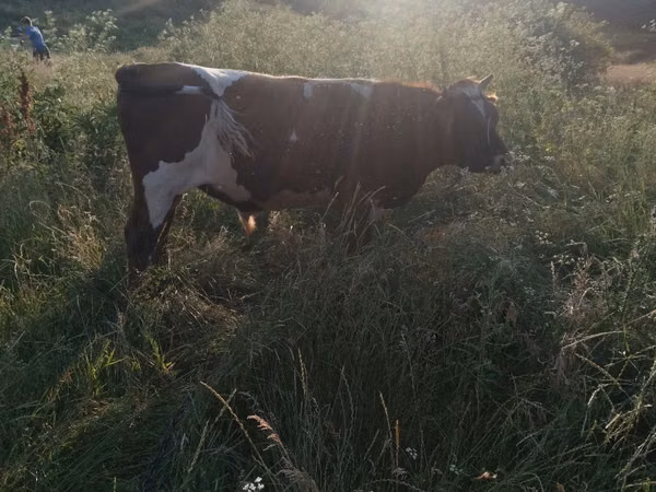Бик, Russian Black pied cattle