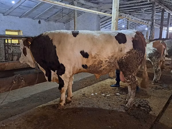 Cattle (batch, sex not specified), Russian Black pied cattle — Uzbekistan