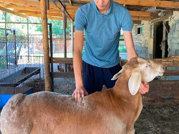 Ram, Edilbay sheep — Kyrgyzstan