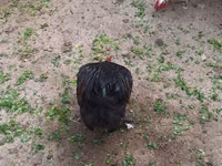 Chickens — foto 4