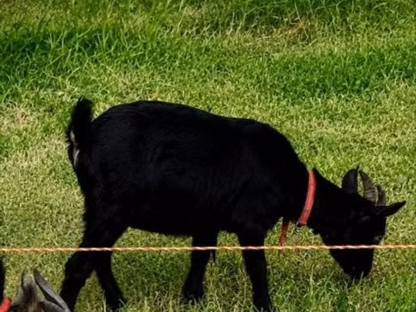Geit, Dutch Landrace goats