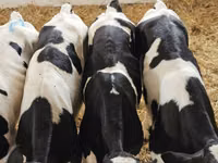 公牛, Russian Black pied cattle — 照片 5