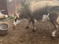 Cow, Cattle — photo 3