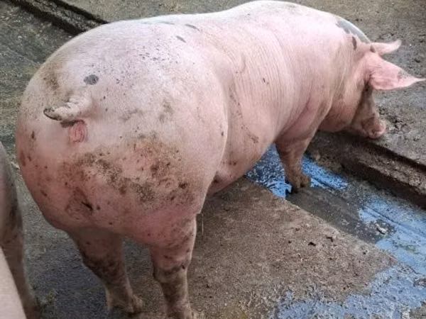 Pigs (batch, sex not specified), Pigs