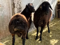 Ram, Sheep — photo 3