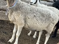 میش, گوسفند — عکس 1