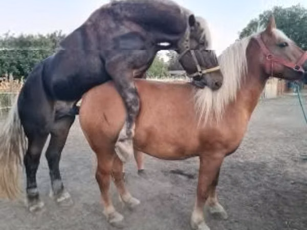 Mare, Horses