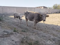 ძროხა, მსხვილფეხა რქოსანი — ფოტო 1