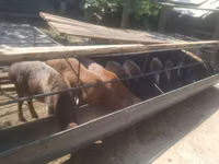 Ram, Sheep — photo 2