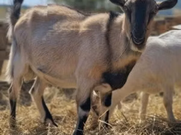 ወንድ ፍየል, Goats — ሀንጋሪ