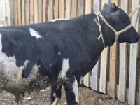 सांड, Russian Black pied cattle — फ़ोटो 3