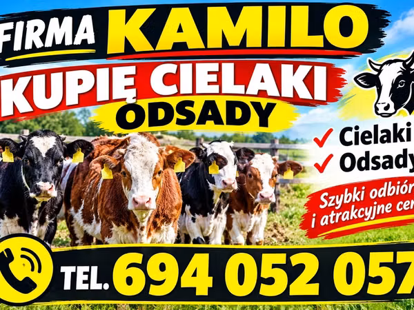 Bydło (partia, płeć nieokreślona), Simmental cattle