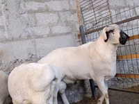 Ram, Rhon sheep — foto 5