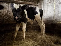 วัวตัวผู้, Russian Black pied cattle — รูปภาพ 3