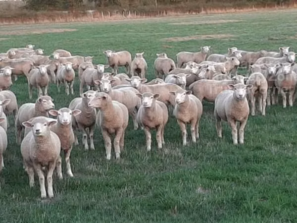 میش, Ile-de-France sheep