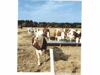 Vache, Montbéliarde — photo 2