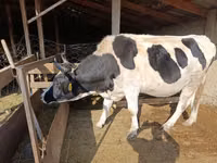 Cow, Holstein breed — photo 1