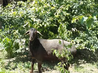 Beran, Ovce — foto 6