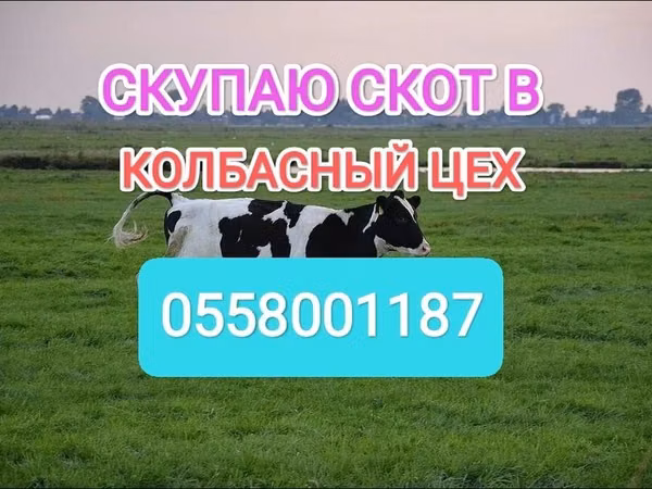 Bull, Holstein breed — Kyrgyzstan