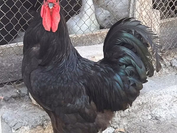 Chickens