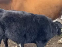 母牛, Cattle — 照片 4
